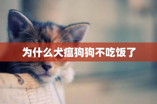 為什么犬瘟狗狗不吃飯了