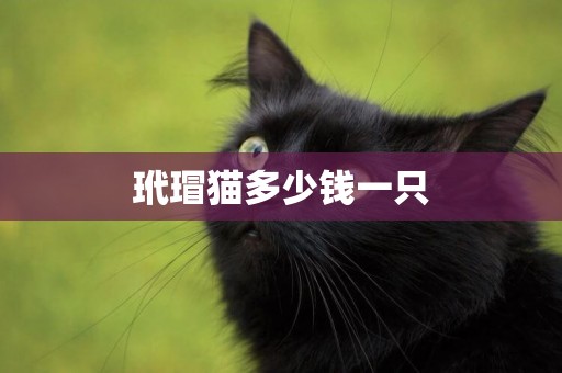 玳瑁貓多少錢一只