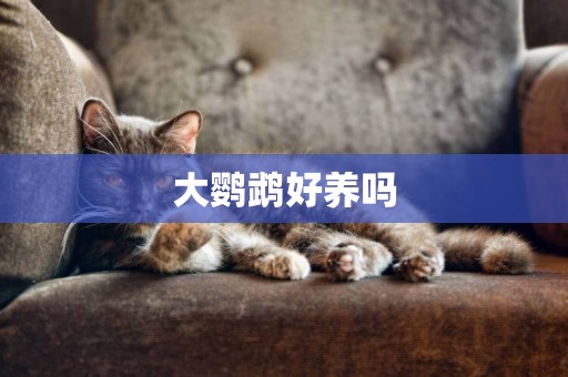 大鸚鵡好養嗎
