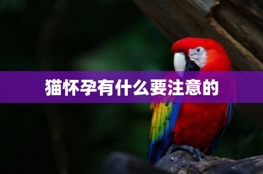 貓懷孕有什么要注意的