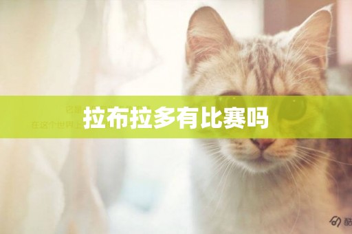 拉布拉多有比賽嗎