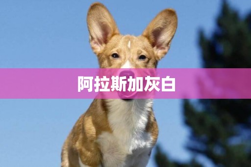 阿拉斯加灰白