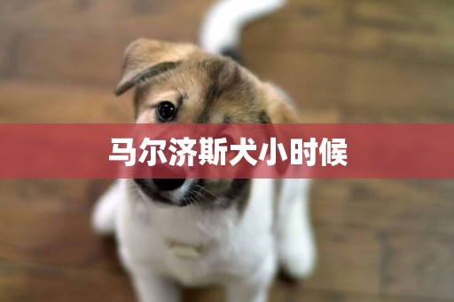 馬爾濟斯犬小時候