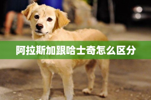 阿拉斯加跟哈士奇怎么區分