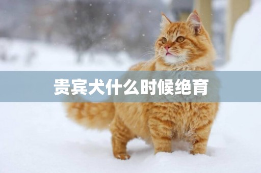 貴賓犬什么時候絕育