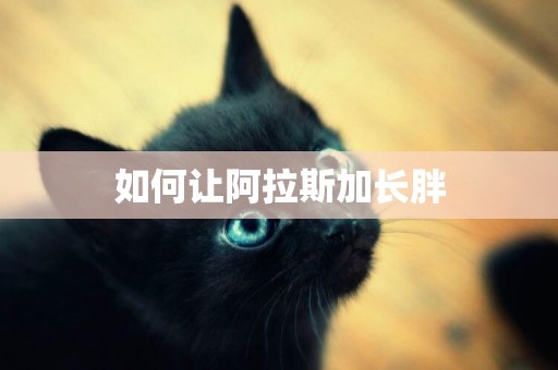 如何讓阿拉斯加長胖