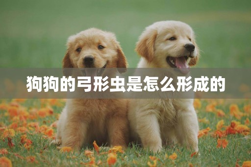 狗狗的弓形蟲是怎么形成的