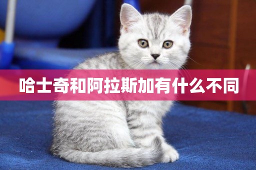 哈士奇和阿拉斯加有什么不同