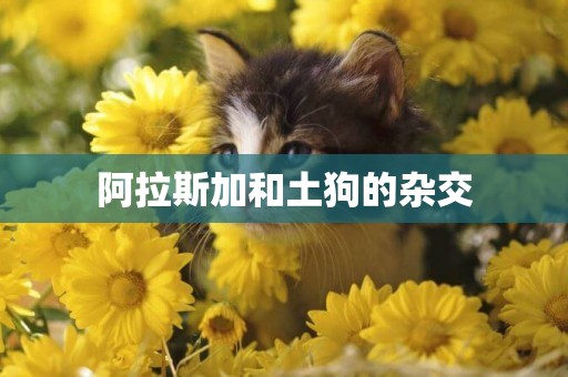 阿拉斯加和土狗的雜交
