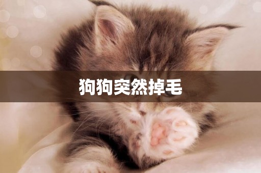 狗狗突然掉毛