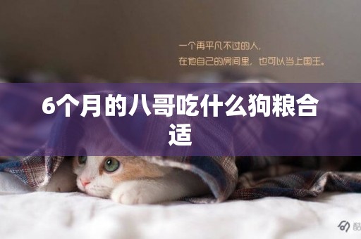 6個月的八哥吃什么狗糧合適