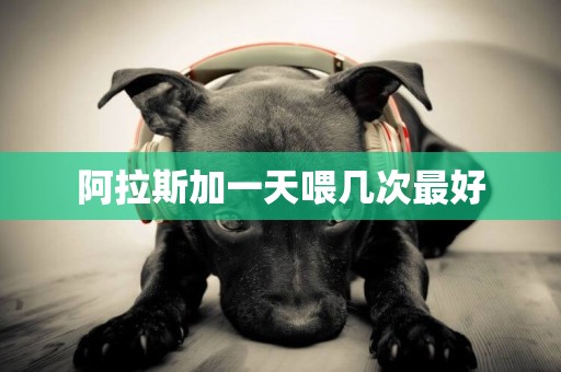 阿拉斯加一天喂幾次最好