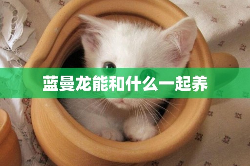 藍曼龍能和什么一起養