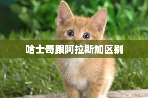 哈士奇跟阿拉斯加區別