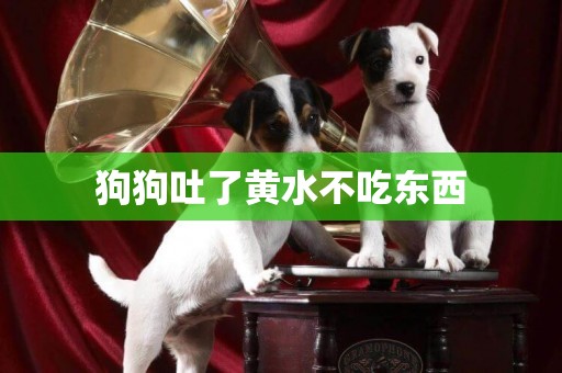 狗狗吐了黃水不吃東西