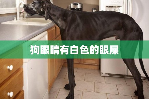 狗眼睛有白色的眼屎