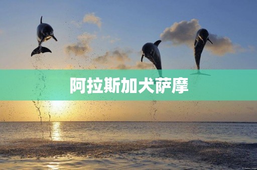 阿拉斯加犬薩摩