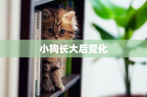 小狗長大后變化