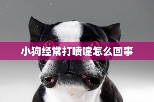 小狗經常打噴嚏怎么回事