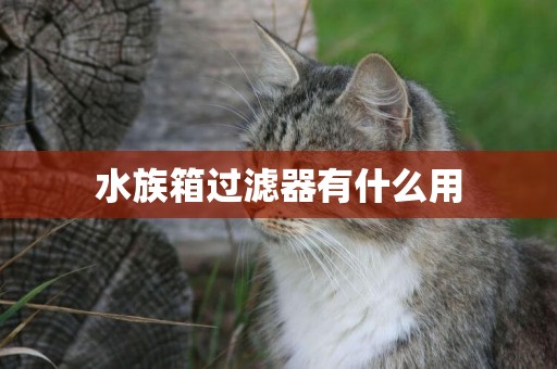 水族箱過濾器有什么用