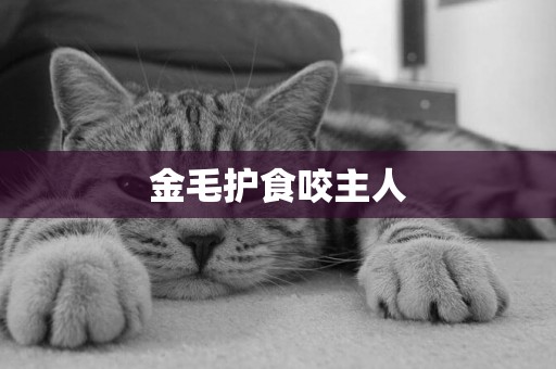 金毛護食咬主人