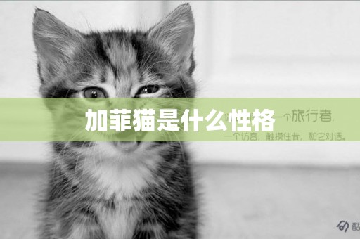 加菲貓是什么性格