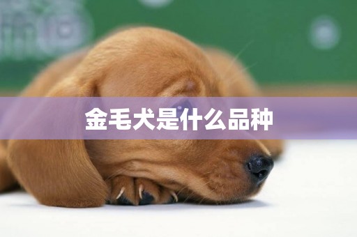 金毛犬是什么品種