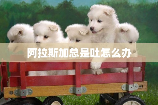 阿拉斯加總是吐怎么辦