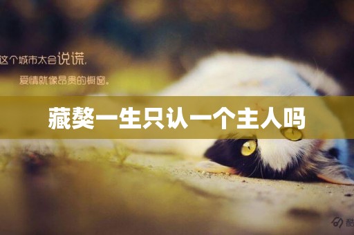 藏獒一生只認一個主人嗎
