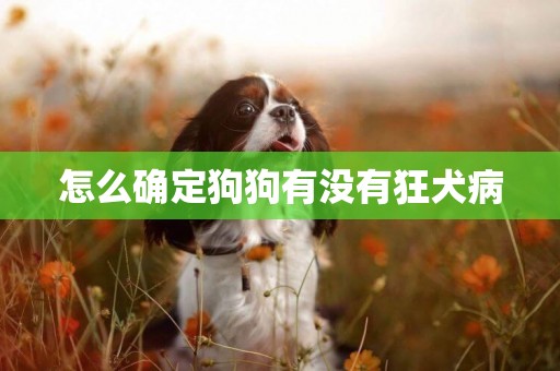 怎么確定狗狗有沒有狂犬病