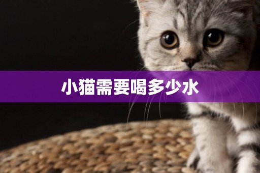 小貓需要喝多少水