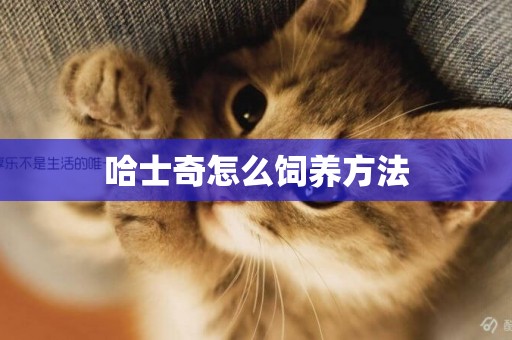 哈士奇怎么飼養方法