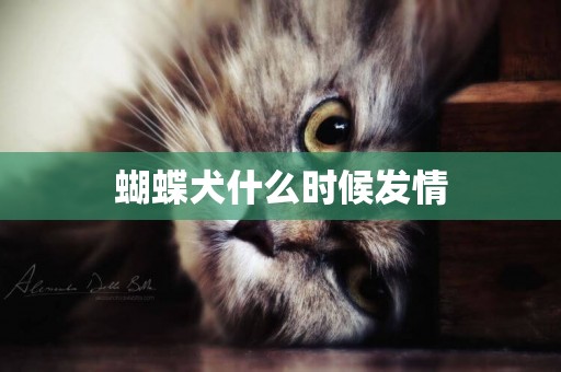 蝴蝶犬什么時候發情