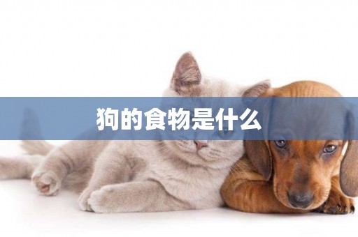 狗的食物是什么