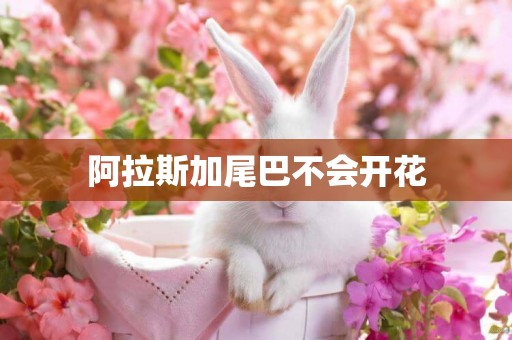 阿拉斯加尾巴不會開花
