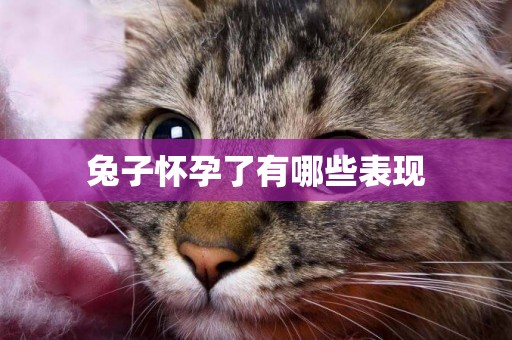 兔子懷孕了有哪些表現