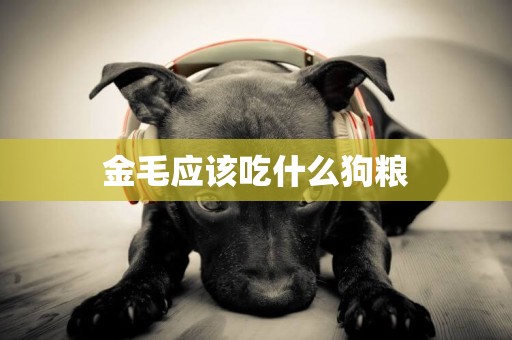 金毛應該吃什么狗糧
