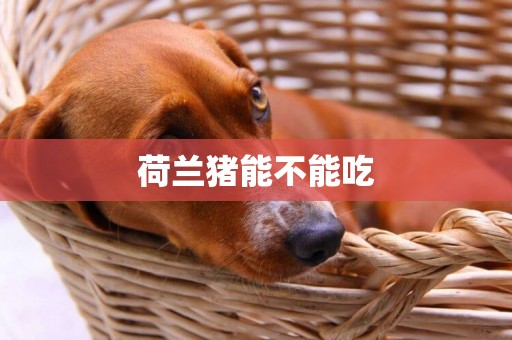 荷蘭豬能不能吃