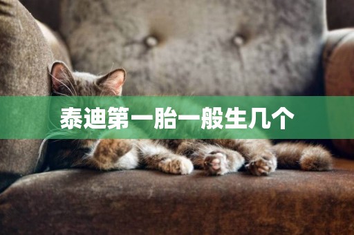 泰迪第一胎一般生幾個