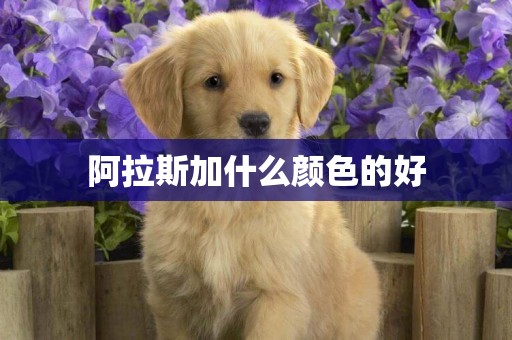 阿拉斯加什么顏色的好