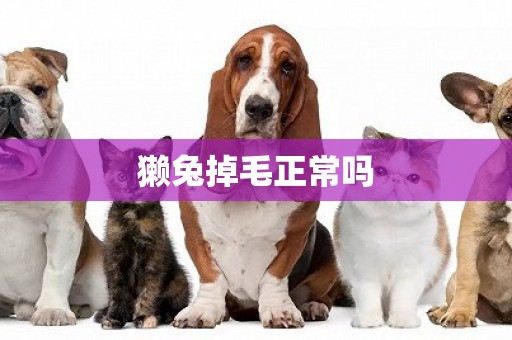 獺兔掉毛正常嗎
