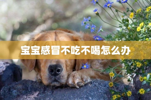 寶寶感冒不吃不喝怎么辦