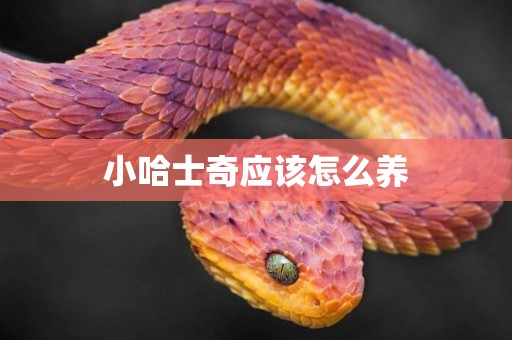 小哈士奇應該怎么養