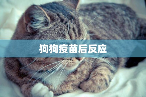 狗狗疫苗后反應