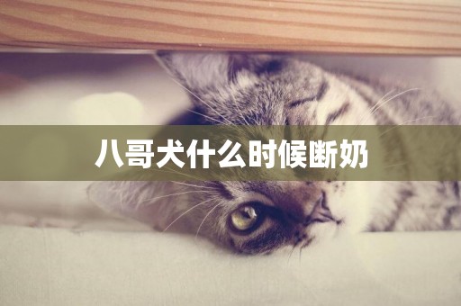 八哥犬什么時候斷奶