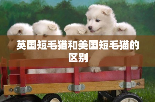 英國短毛貓和美國短毛貓的區別