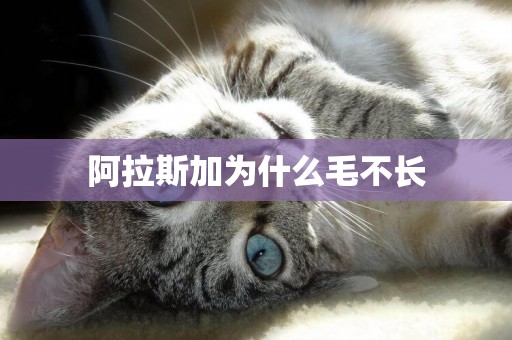 阿拉斯加為什么毛不長