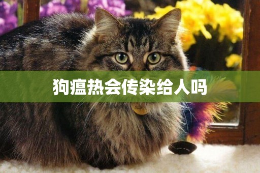 狗瘟熱會傳染給人嗎