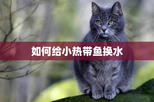 如何給小熱帶魚換水