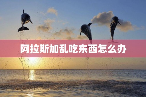 阿拉斯加亂吃東西怎么辦
